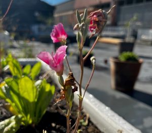 A pink flower growing in a Belfast sink.