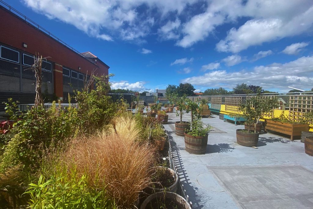 A view of the Ty Pawb Rooftop garden, potted apple trees and shrubs can be seen.