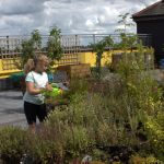 A girl waters plants in our rooftop garden with a green plastic watering can.