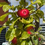 Red Welsh heritage apples growing on a tree in our rooftop garden.