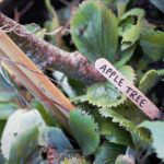 The words 'APPLE TREE' are written on a wooden lolly stick in a planter.