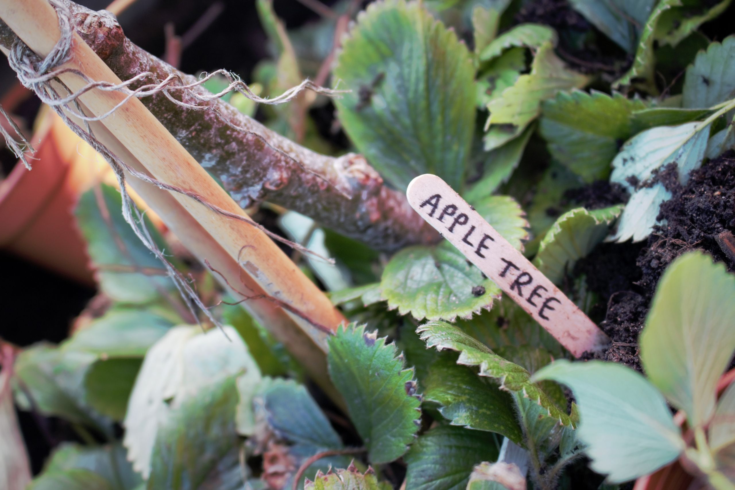 The words 'APPLE TREE' are written on a wooden lolly stick in a planter.